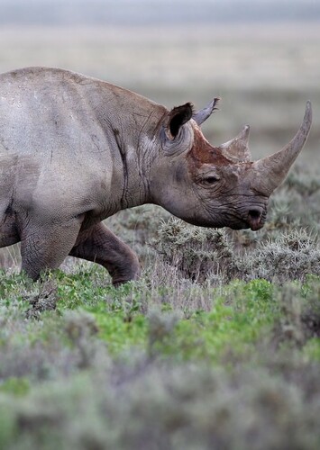 Black Rhinoceros