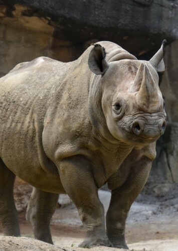 Black Rhinoceros