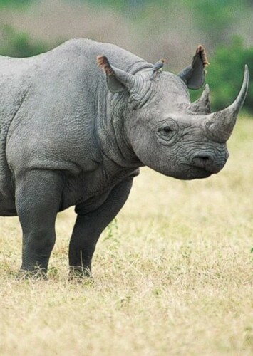 Black Rhinoceros
