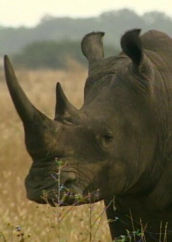 Black Rhinoceros