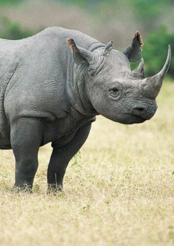 Black Rhinoceros
