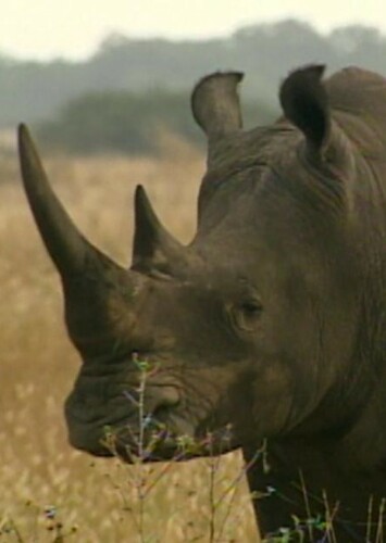 Black Rhinoceros