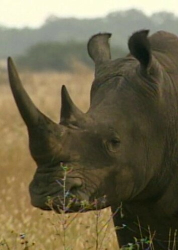 Black Rhinoceros