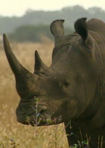 Black Rhinoceros