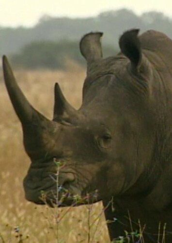 Black Rhinoceros