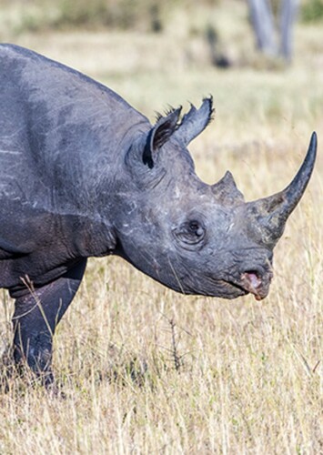Black Rhinoceros