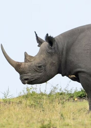 Black Rhinoceros