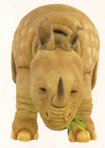 Black Rhinoceros