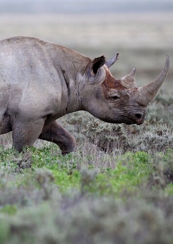 Black Rhinoceros
