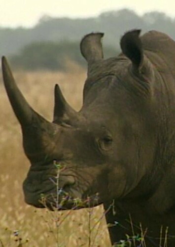 Black Rhinoceros
