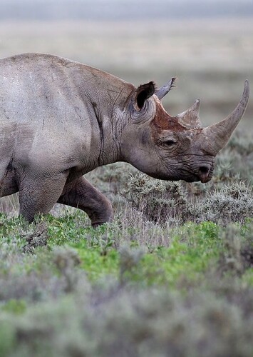 Black Rhinoceros