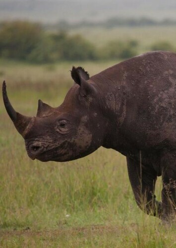 Black Rhinoceros