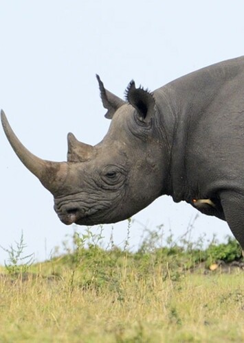 Black Rhinoceros