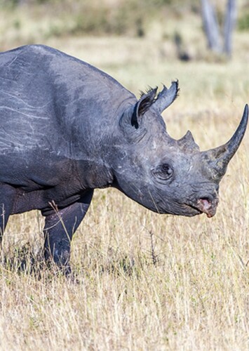 Black Rhinoceros