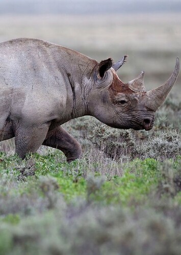 Black Rhinoceros