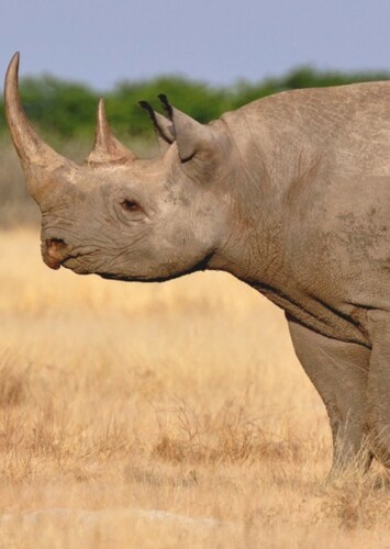 Black Rhinoceros