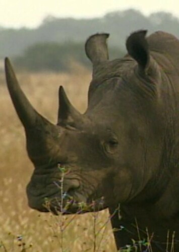 Black Rhinoceros