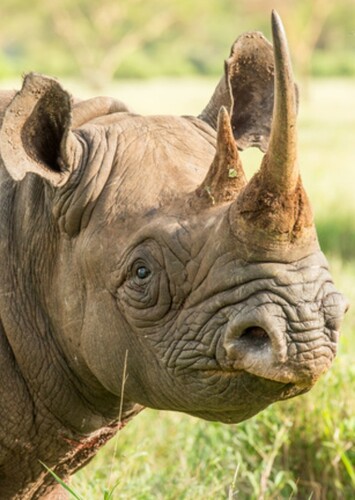 Black Rhinoceros