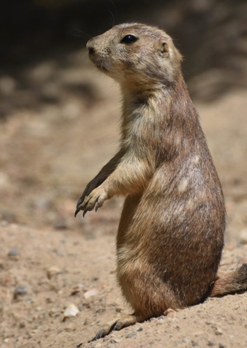 Black Tailed Prairie Dog