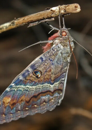 Black Witch Moth