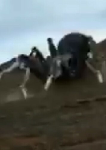 Blackarachnia