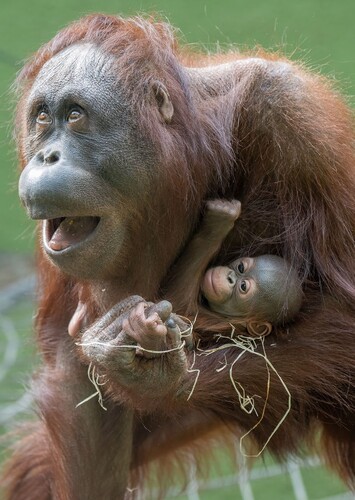 Blackpool Zoo