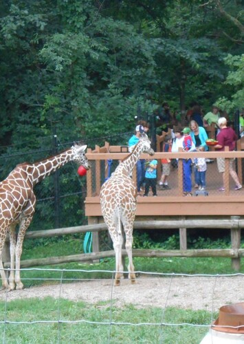 Blank Park Zoo