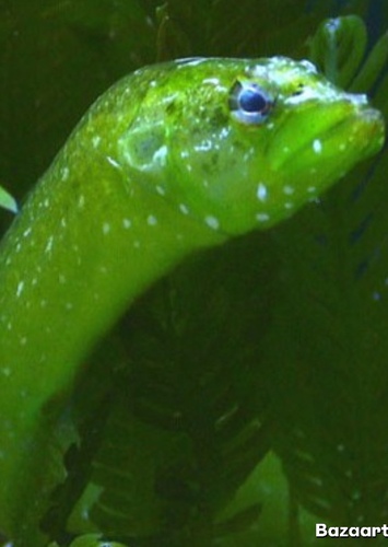 Blenny