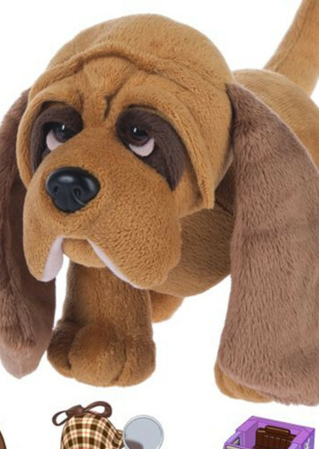 Bloodhound Pup