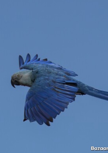 Blu