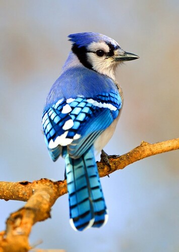 Blue Jay