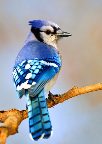 Blue Jay