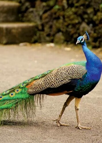 Blue Peacock