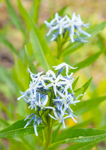 Blue Star