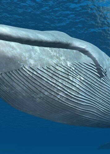 Blue Whale