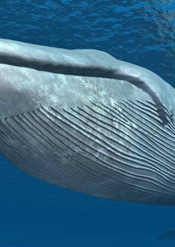 Blue Whale