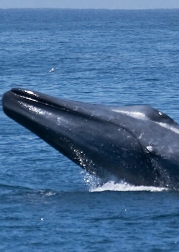 Blue Whale