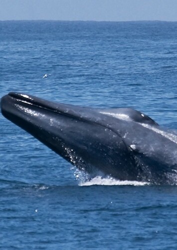 Blue Whale