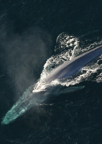 Blue Whale