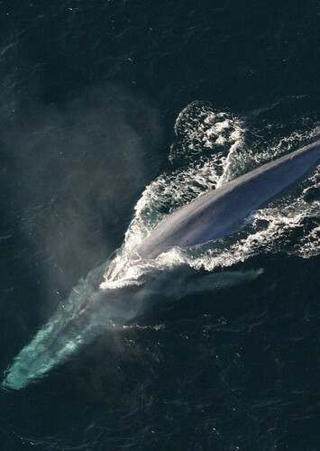 Blue Whale