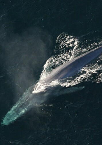 Blue Whale