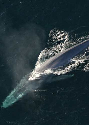 Blue Whale