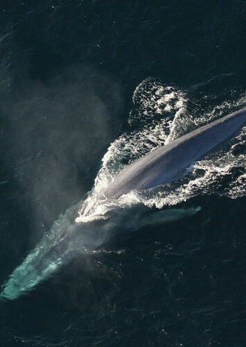 Blue Whale