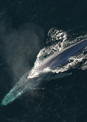 Blue Whale