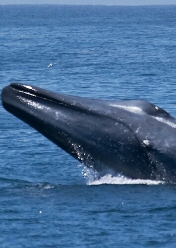 Blue Whale