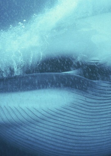 Blue Whale