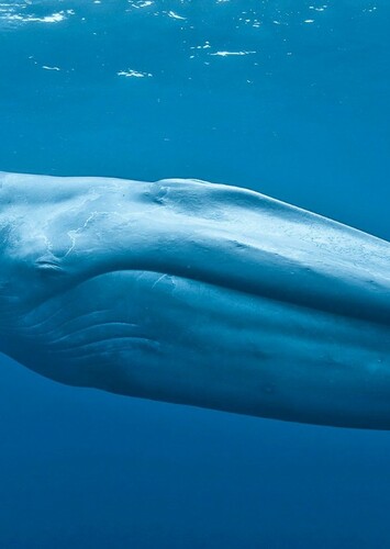 Blue Whale
