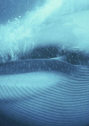 Blue Whale