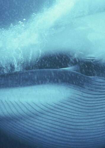 Blue Whale
