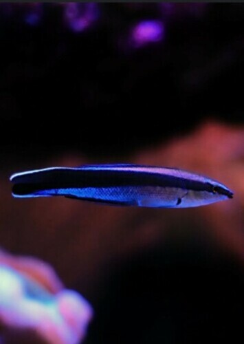 Bluestreak Cleaner Wrasse
